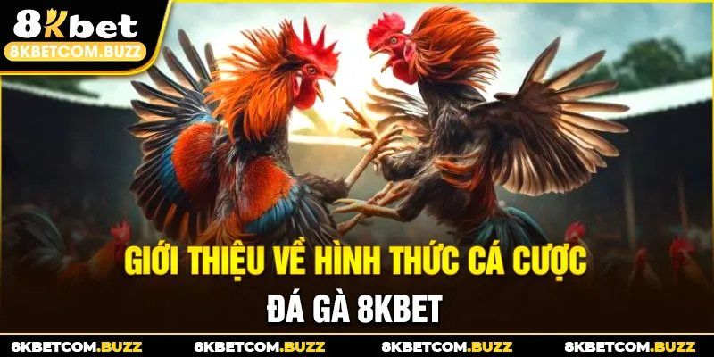 Giới thiệu về hình thức cá cược đá gà 8kbet